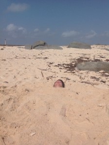 Me... in my bathing suit. (You didn't really think I was going to post another bathing suit pic?!)